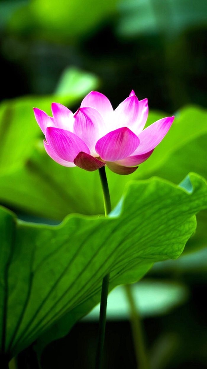 「人生阅历分享」适合发朋友圈的说说短语，经典走心，句句有内涵