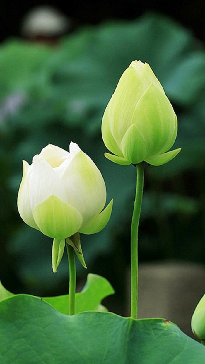 「人生阅历分享」适合发朋友圈的说说短语，经典走心，句句有内涵