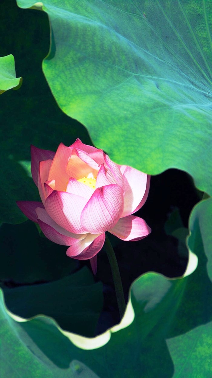 「人生阅历分享」适合发朋友圈的说说短语，经典走心，句句有内涵