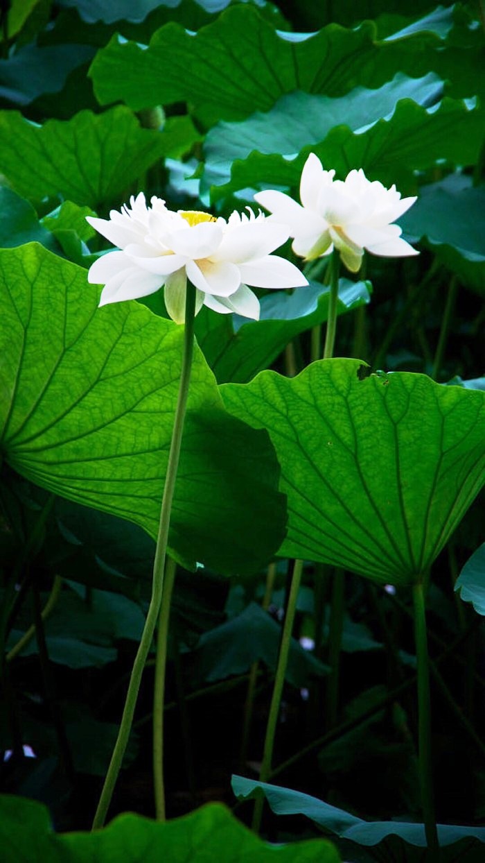 「人生阅历分享」适合发朋友圈的说说短语，经典走心，句句有内涵