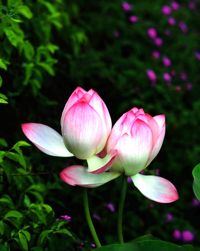 人生阅历分享■写进心窝的经典句子，句句触动人心