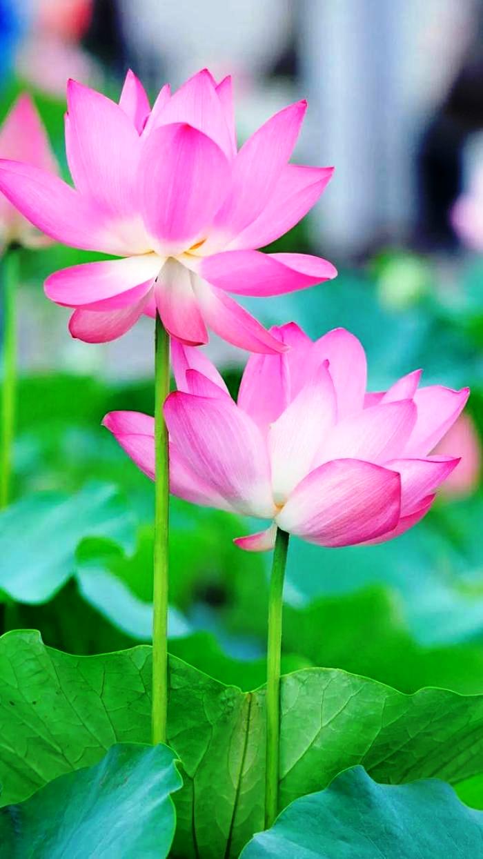 人生阅历分享■写进心窝的经典句子，句句触动人心