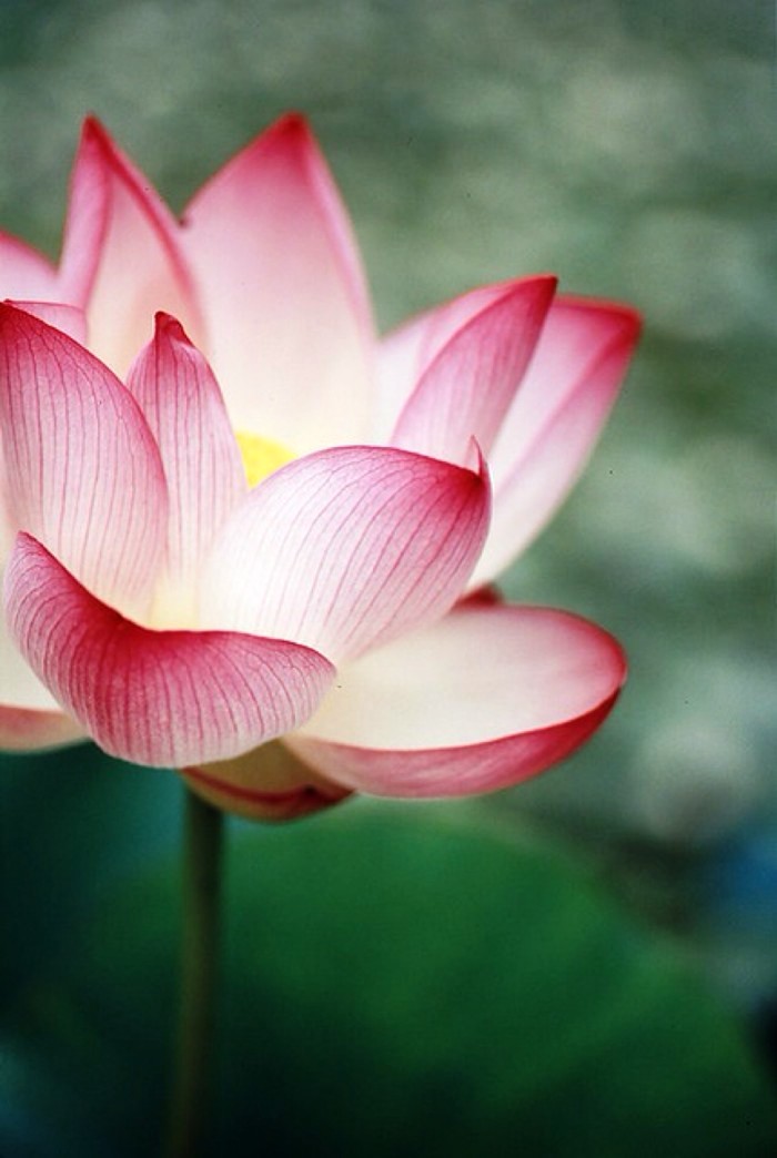 人生阅历分享■写进心窝的经典句子，句句触动人心