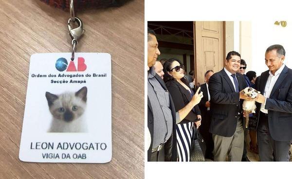 巴西律师公会流浪猫被客人投诉！公会霸气回应直接「雇用」成猫律师
