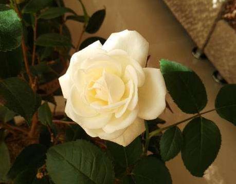 「感悟哲理美文」人与人能相遇，皆靠缘分