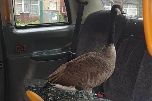 大鹅撞破车窗，落在乘客座位上，英国警方笑称是想搭车去参加鹅展