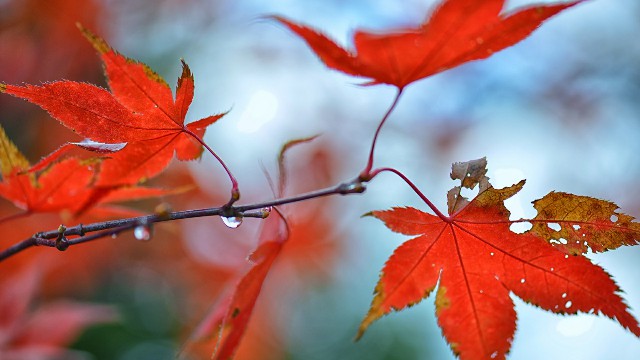 哲姝讲八卦：人生感悟唯美的句子，字字诛心，送给很累很憔悴的你