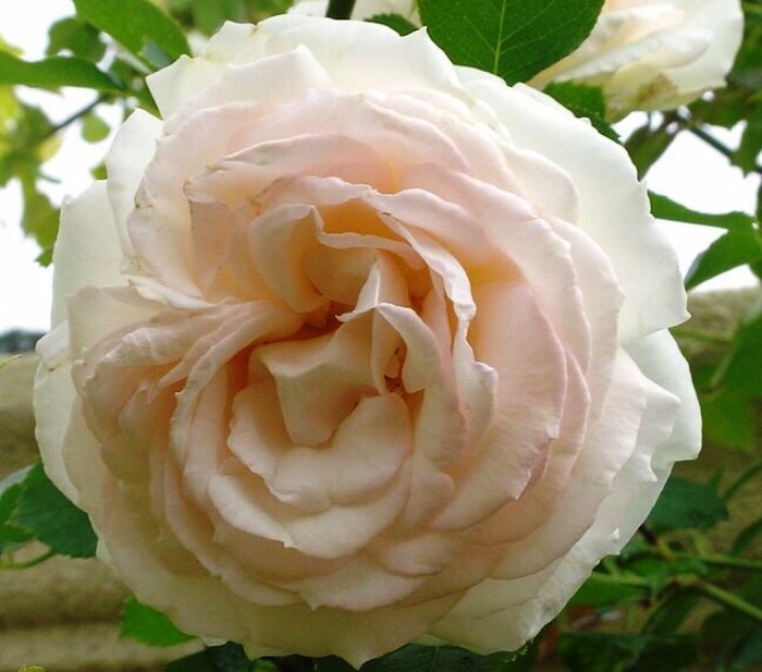 生活万万千@看了就想摘抄的个性签名，句句经典，人见人爱