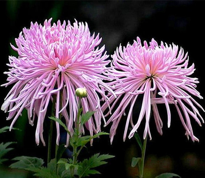 生活万万千@看了就想摘抄的个性签名，句句经典，人见人爱