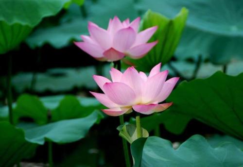 人生处世智慧：有大福报的人身上都有这两个特点，人生大富大贵！