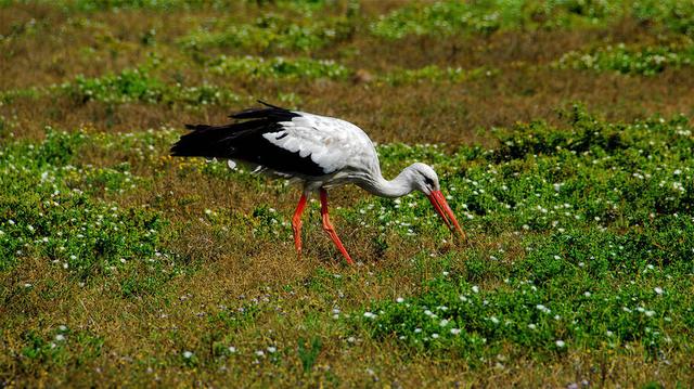 柠檬美文@这些图太美，太惊艳了！