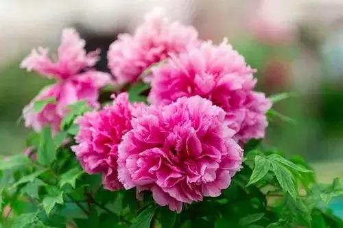 「糖果儿」真正的夫妻，不是谁征服谁，而是谁迁就谁