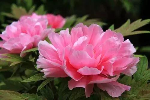 「糖果儿」真正的夫妻，不是谁征服谁，而是谁迁就谁