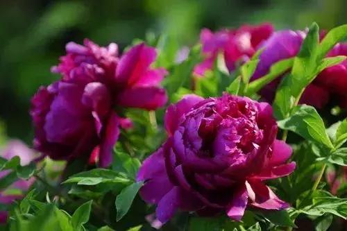 「糖果儿」真正的夫妻，不是谁征服谁，而是谁迁就谁