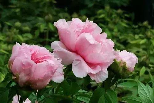 「糖果儿」真正的夫妻，不是谁征服谁，而是谁迁就谁