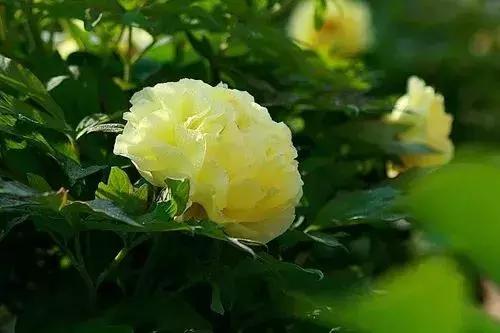 「糖果儿」真正的夫妻，不是谁征服谁，而是谁迁就谁