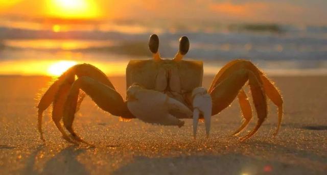 任丘司法：读懂“螃蟹效应”，你就能看透单位里很多事！