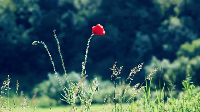 谈情感的鑫雪：适合发朋友圈的早安短句，简短洋气，看懂活得更明白