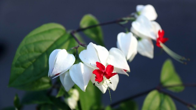 谈情感的鑫雪：几条伤感的句子，唯美忧伤，让人一看就赞