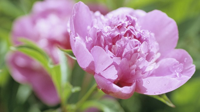 「讲娱乐的本敏」女生坚强到心酸的说说，唯美煽情，让你回味无穷