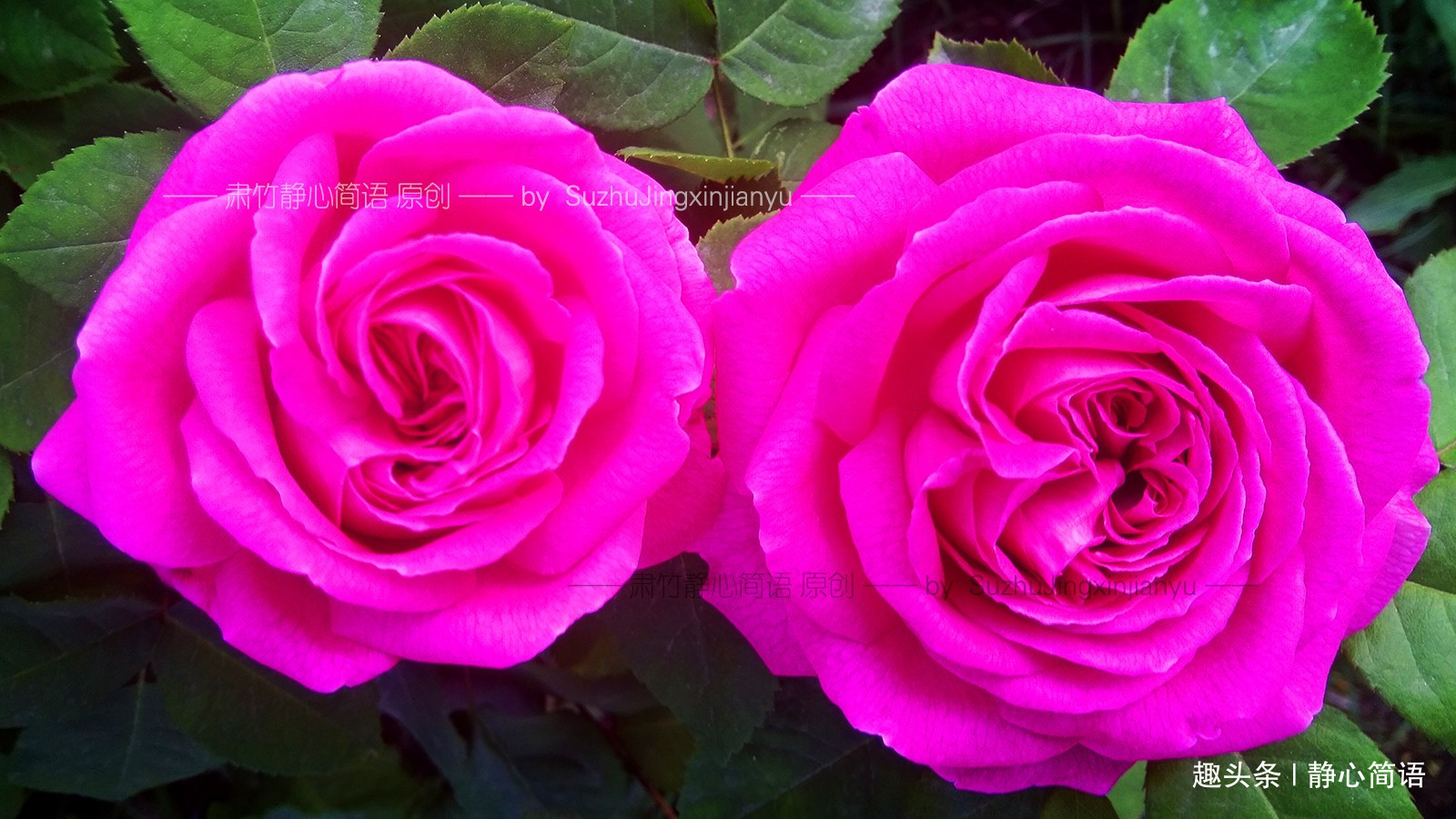 [静心简语]你为什么对我那么好？我对你好了吗？