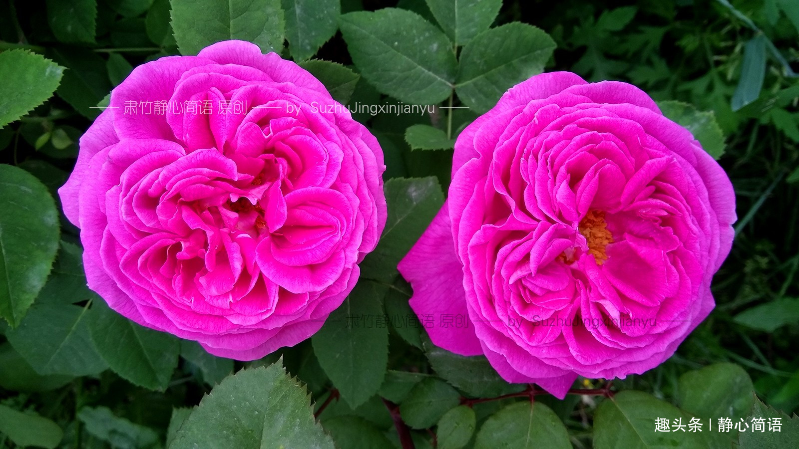 [静心简语]你为什么对我那么好？我对你好了吗？