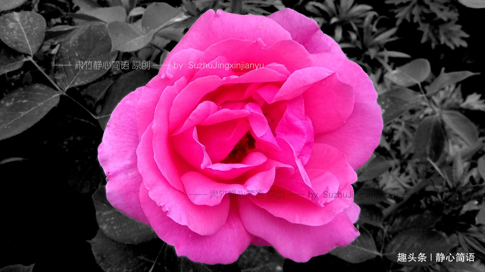 [静心简语]你为什么对我那么好？我对你好了吗？