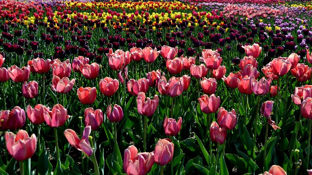 「讲八卦的自轩」适合晚上发对生活很丧的句子，句句写到心坎上，让你恍然大悟圈的