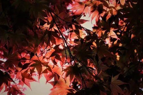 「内蒙古新闻直通车」秋色无边，落字成暖