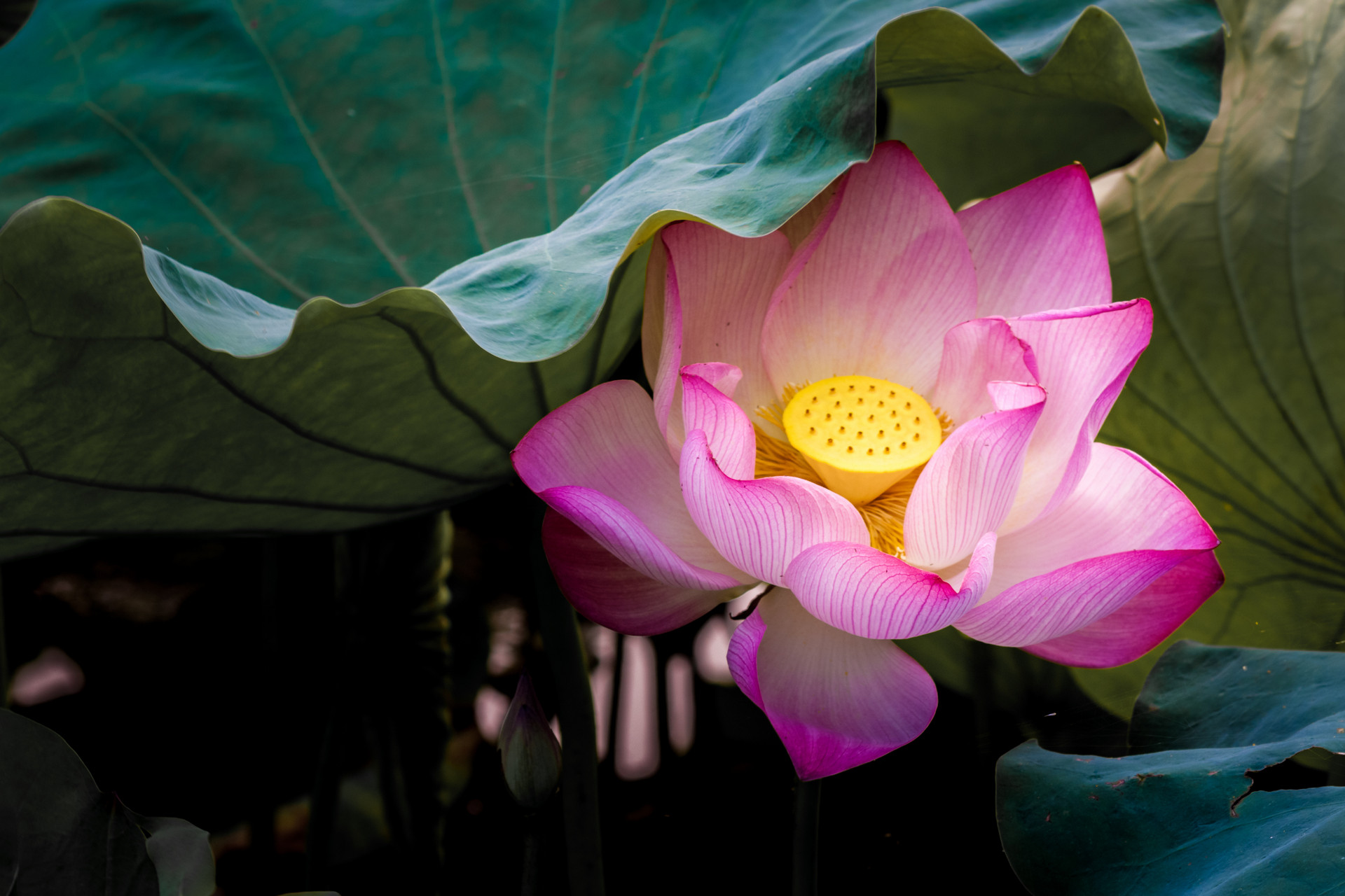 #说爱#人到中年，要懂得沉默寡言，有三个“不可说”