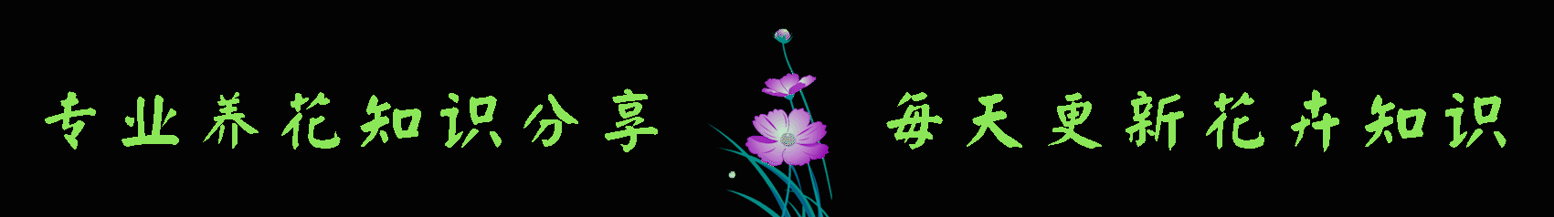 喜欢菊花，不如养盆“蓝亚麻”，学会3个小技巧，花开爆盆，超美