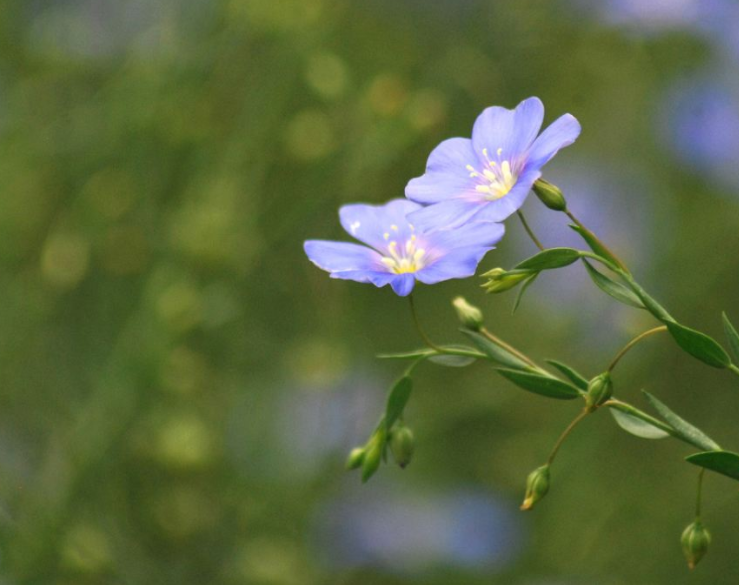 喜欢菊花，不如养盆“蓝亚麻”，学会3个小技巧，花开爆盆，超美