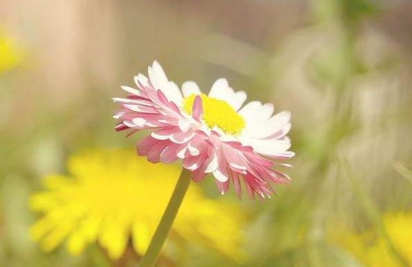 「女人的励志说」心净才能心静，心静才能清明