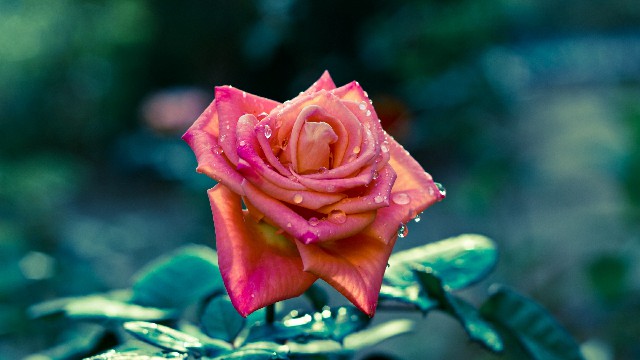 #峰扬讲情感#朋友圈努力励志的句子，精辟暖心，送给心力交瘁的你