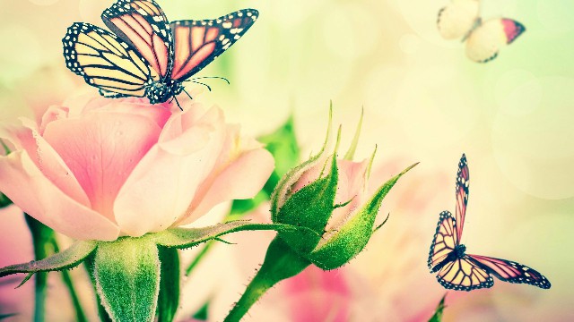 #峰扬讲情感#朋友圈努力励志的句子，精辟暖心，送给心力交瘁的你