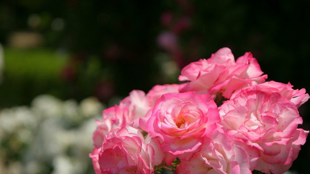 哲姝讲八卦@朋友圈努力励志的句子，句句让人难过，总有一句说到你心坎里