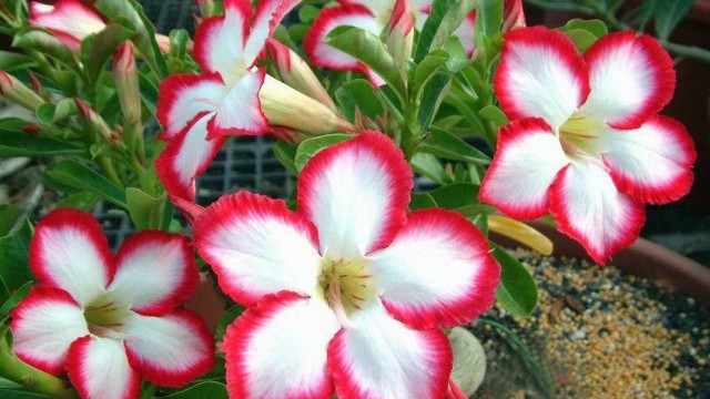 哲姝讲八卦@朋友圈努力励志的句子，句句让人难过，总有一句说到你心坎里