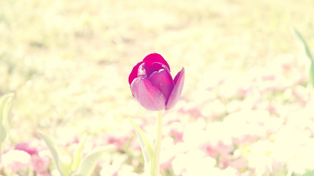 #哲姝讲八卦#这些句子说给女生听，句句大实话，让人一眼就惊艳