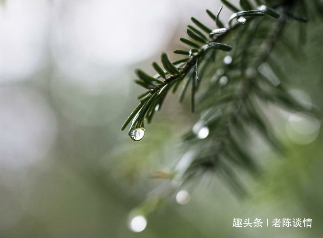 【老陈谈情】不属于我的雨伞，我宁愿淋在雨中