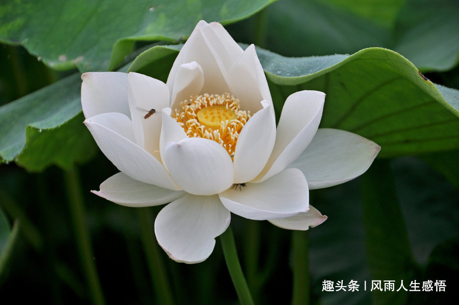 「风雨人生感悟」人活着，心态很重要