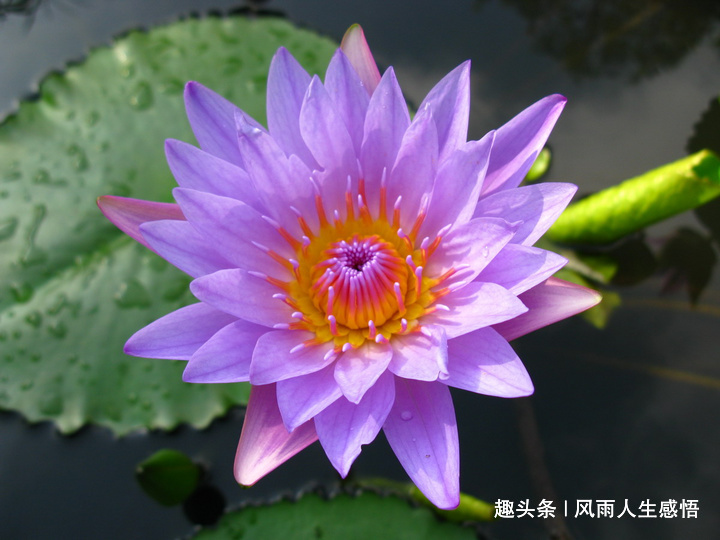 「风雨人生感悟」人活着，心态很重要