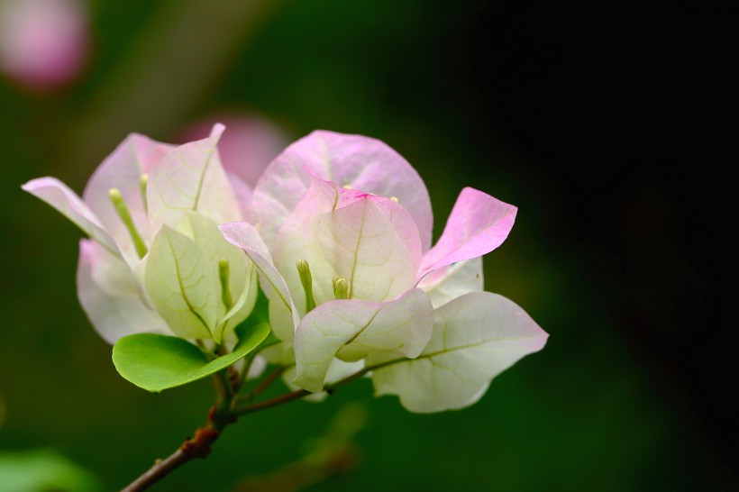宇宙科技的超人■最不懂女人心的三大生肖男，经常和老婆计较，从来不会主动