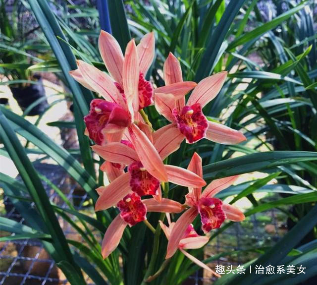 [治愈系美女]关于情感的短句子,简短精辟,是受用终生的哲理佳句