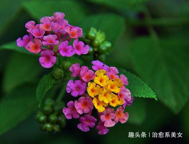 [治愈系美女]关于情感的短句子,简短精辟,是受用终生的哲理佳句