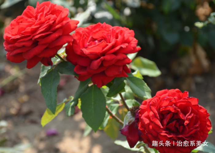 [治愈系美女]关于情感的短句子,简短精辟,是受用终生的哲理佳句