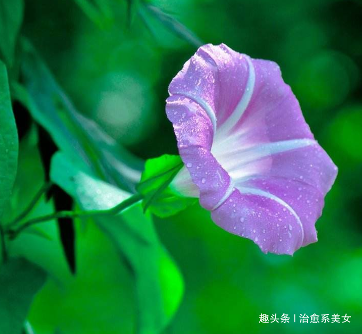 [治愈系美女]关于情感的短句子,简短精辟,是受用终生的哲理佳句