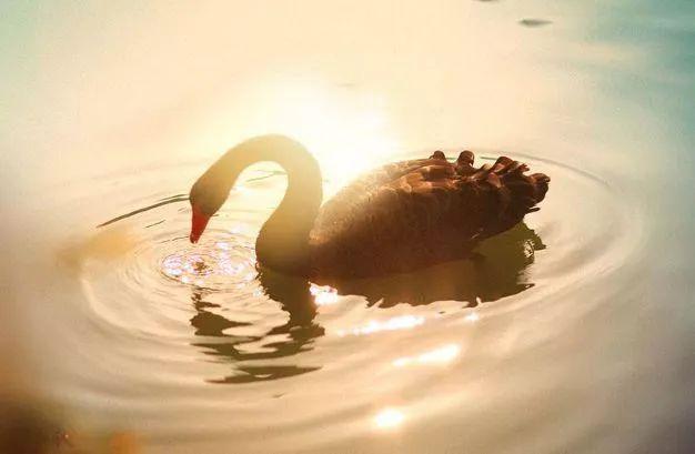 「美文鉴赏」17个定律加8个故事，胜读十年书