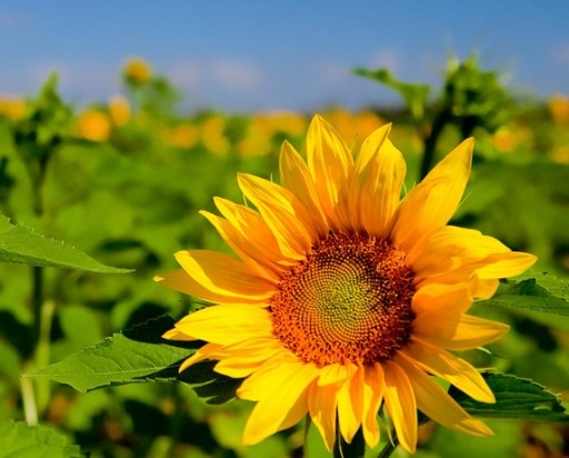 「情感新淼」不懂女人心的三生肖男，经常把老婆气哭，不懂得退让