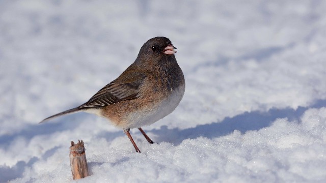 娱中兴：女生坚强到心酸的说说，句句说出心里话，让人一眼就惊艳