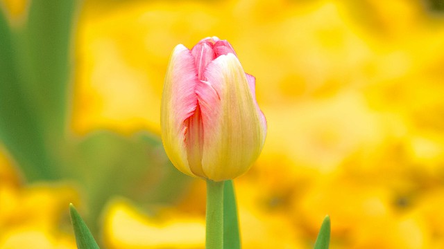 娱中兴：女生坚强到心酸的说说，句句说出心里话，让人一眼就惊艳